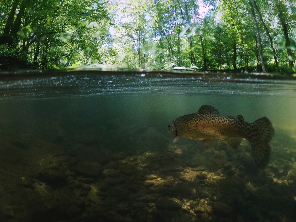 Hooked on fly&nbsp;fishing